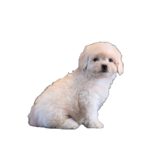 Untitled-design-2026-02-20T121049.105-1