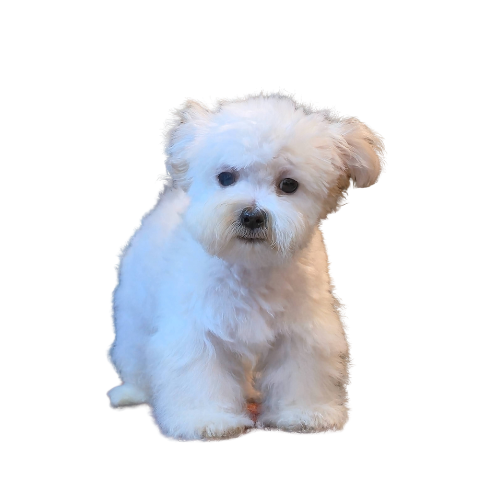 Untitled design - 2026-02-24T184207.465