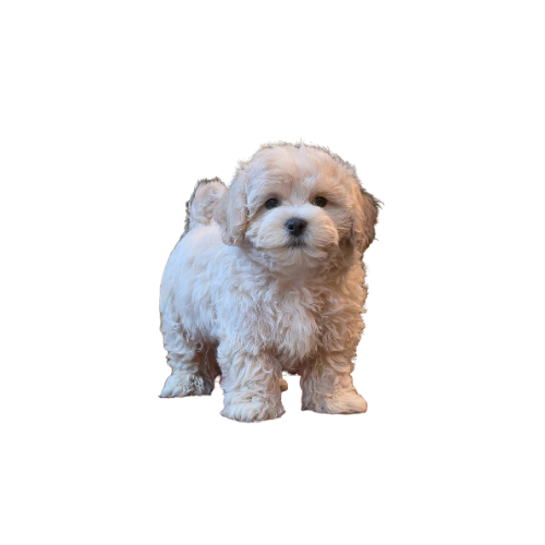 Untitled design - 2026-02-27T140743.308