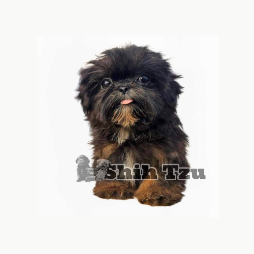 shihtzu1