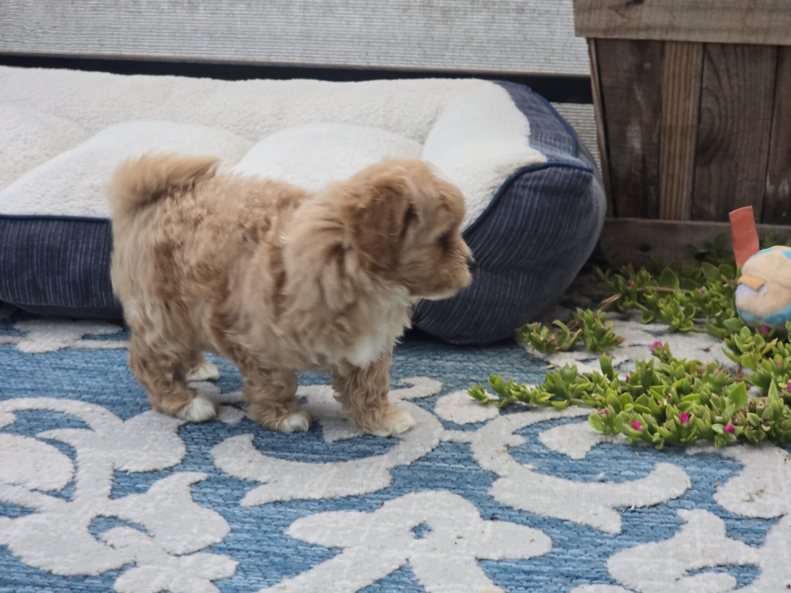 Logo Item