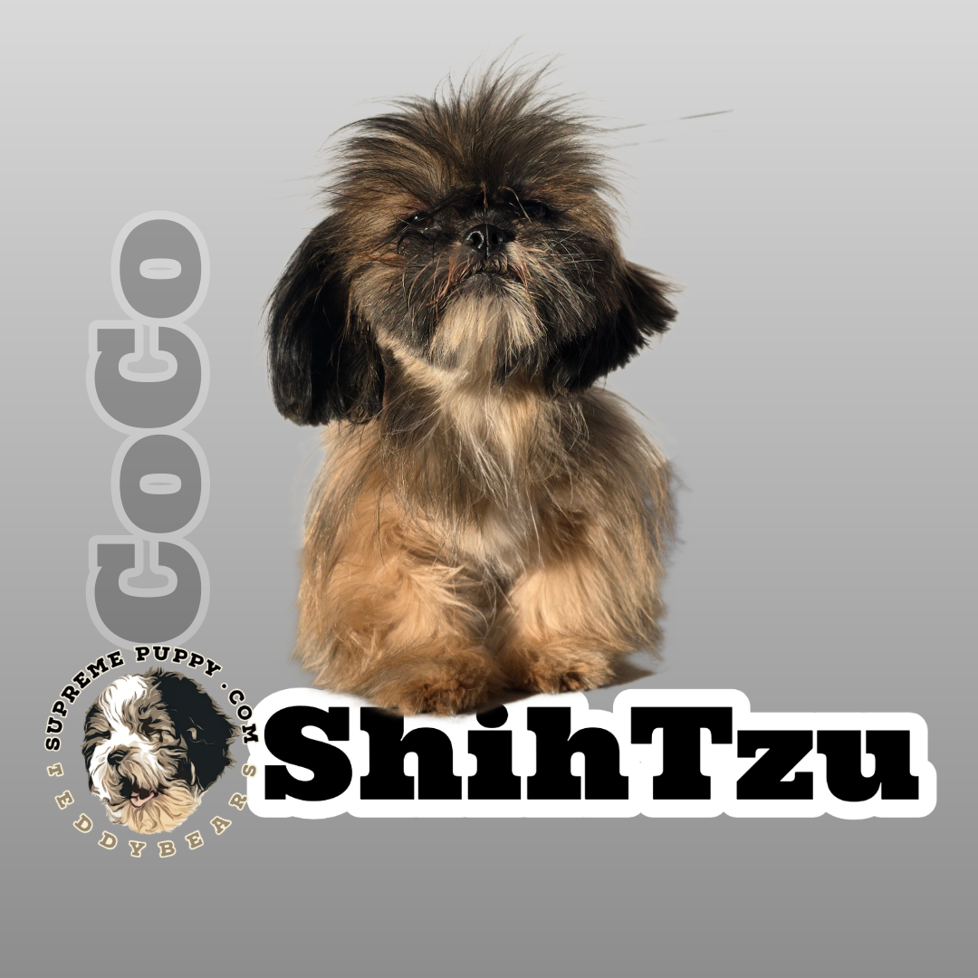 white kami maltipoo in San Diego