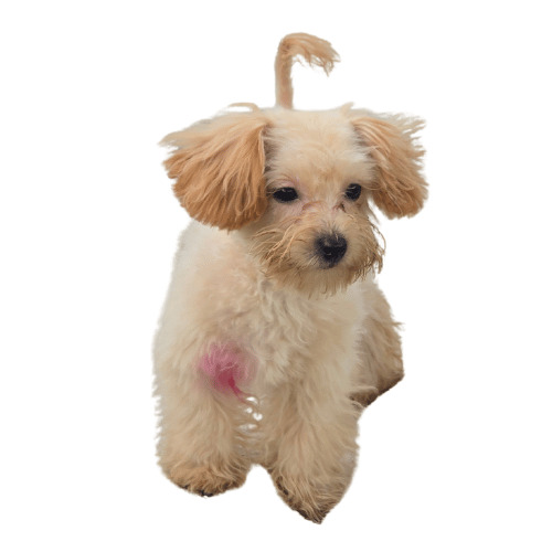 D Mutt Rescue puppies and dogs available for adoption in San Diego