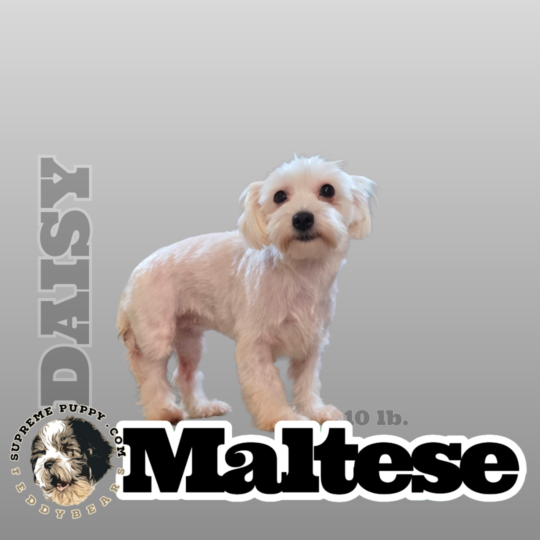 white kami maltipoo in San Diego