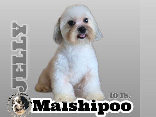white kami maltipoo in San Diego