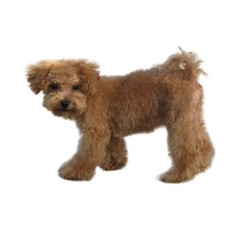 Untitled Design (50) Mutt Rescue puppies and dogs available for adoption in San Diego