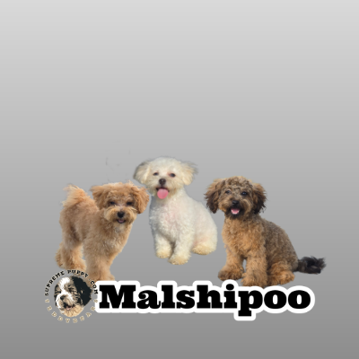 Jelly's Malshipoos