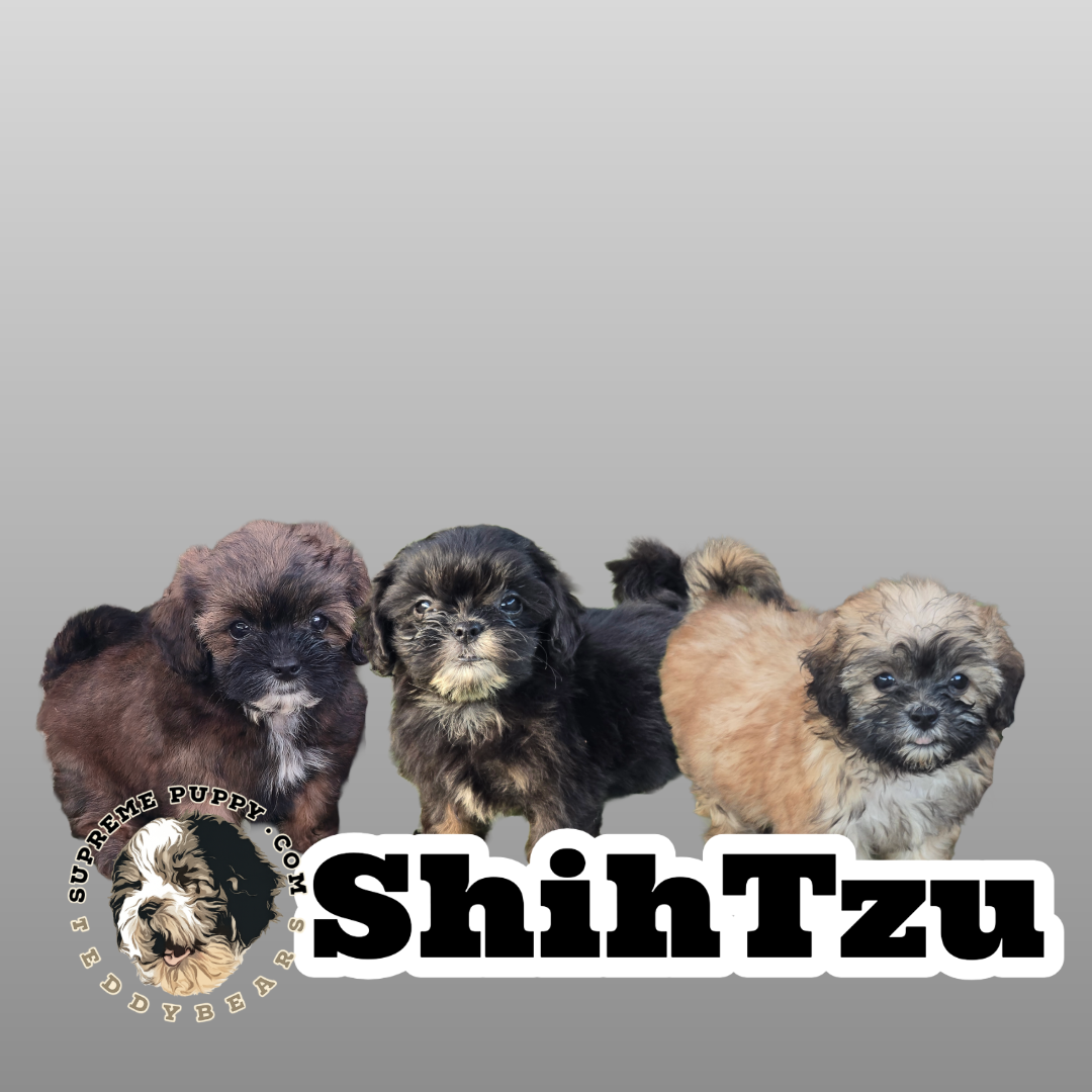 CoCo's Shih Tzus
