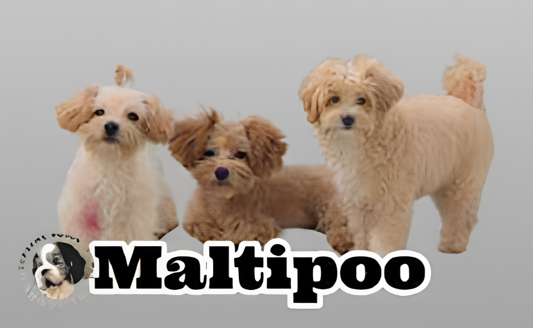 Daisy's Maltipoos